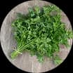 Cilantro