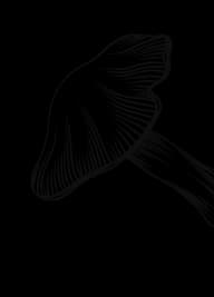 Background image of mushrooms