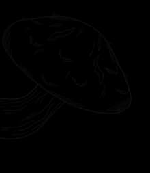 Background image of mushrooms