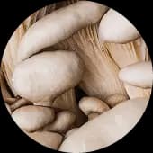 Stay Sharp - Lion’s Mane + Cordyceps hits