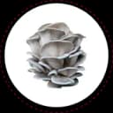 King Blue Oyster